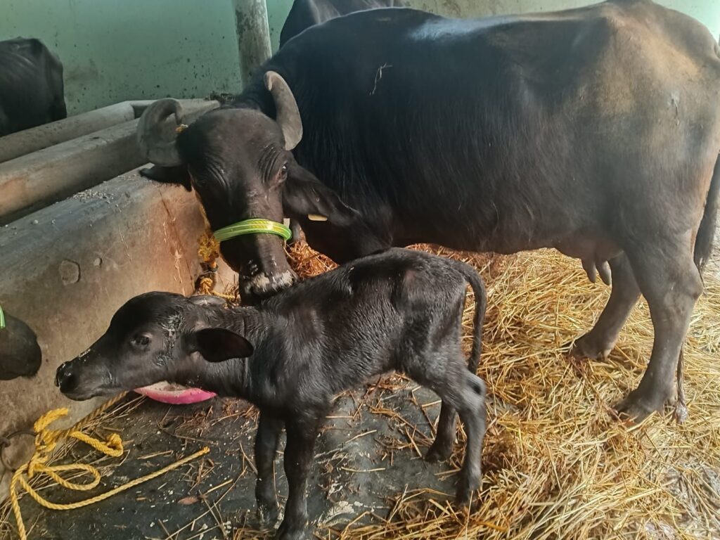 Nieuw kalfje geboren een dame fijn!!